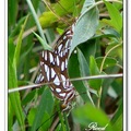 Gulf Fritillary or Passion Butterfly 海灣豹紋蝶