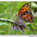 Gulf Fritillary or Passion Butterfly 海灣豹紋蝶