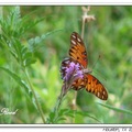 Gulf Fritillary or Passion Butterfly 海灣豹紋蝶