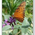 Gulf Fritillary or Passion Butterfly 海灣豹紋蝶