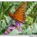 Gulf Fritillary or Passion Butterfly 海灣豹紋蝶