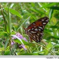 Gulf Fritillary or Passion Butterfly 海灣豹紋蝶