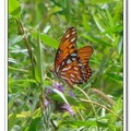 Gulf Fritillary or Passion Butterfly 海灣豹紋蝶