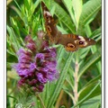 Common Buckeye Butterfly 鹿眼蝶