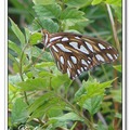 Gulf Fritillary or Passion Butterfly 海灣豹紋蝶