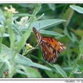 Gulf Fritillary or Passion Butterfly 海灣豹紋蝶