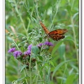 Gulf Fritillary or Passion Butterfly 海灣豹紋蝶