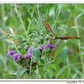 Gulf Fritillary or Passion Butterfly 海灣豹紋蝶