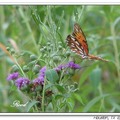 Gulf Fritillary or Passion Butterfly 海灣豹紋蝶