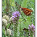 Gulf Fritillary or Passion Butterfly 海灣豹紋蝶