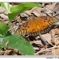 Gulf Fritillary or Passion Butterfly 海灣豹紋蝶