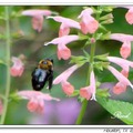 Carpenter Bee 木椽蜂(竹蜂)