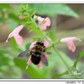 Carpenter Bee 木椽蜂(竹蜂)