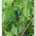 Black Paper Wasp 黑胡蜂？