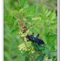 Black Paper Wasp 黑胡蜂？