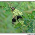 Black Paper Wasp 黑胡蜂？