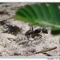 Carpenter Ant 木(竹)蟻