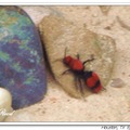 Velvet Ant 蟻蜂(雌)