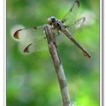 Dragonfly 蜻 蜓7