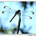 Dragonfly 蜻 蜓8