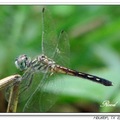 Dragonfly 蜻 蜓12