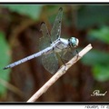 Spangled Skimmer 蜻蜓