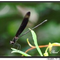 Dragonfly 蜻 蜓19