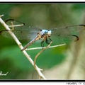 Dragonfly 蜻 蜓 - 21