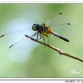 Dragonfly 蜻 蜓 - 13