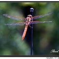 Dragonfly 蜻 蜓 - 14