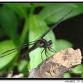 Dragonfly 蜻 蜓 - 15