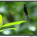 Dragonfly 蜻 蜓 - 18
