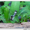 Spangled Skimmer 蜻蜓