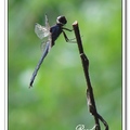 Dragonfly 蜻 蜓 - 3