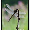 Dragonfly 蜻 蜓 - 4