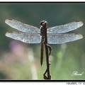 Dragonfly 蜻 蜓 - 5