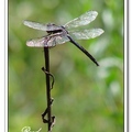 Dragonfly 蜻 蜓 - 6