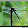 Dragonfly 蜻 蜓 - 7
