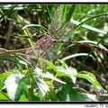 Dragonfly 蜻 蜓 - 8