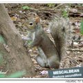 Gray Squirrel 灰松鼠