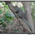 Gray Squirrel 灰松鼠