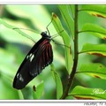 Heliconius melpomene aglaope