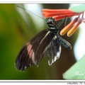 Heliconius melpomene aglaope