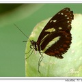 Heliconius melpomene aglaope