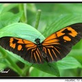 Heliconius melpomene aglaope