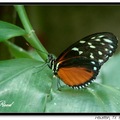 Heliconius Hecale, 釉蛺蝶屬