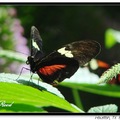 Heliconius melpomene aglaope