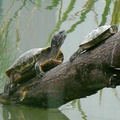 龜：巴西龜 Common Slider