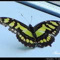 Green Spotted Triangle or Tailed Jay 統帥青鳳蝶