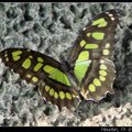 Graphium Agamemnon 
台灣俗名: 綠斑青鳳蝶